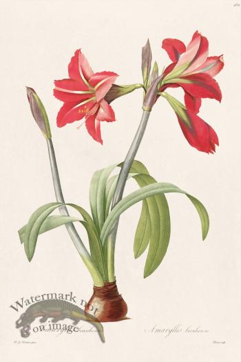 Les Liliacees Redoute 469